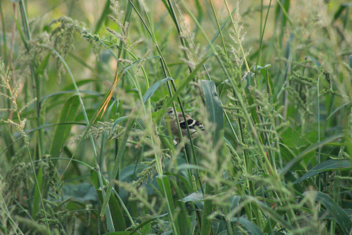 American Goldfinch - ML624016677