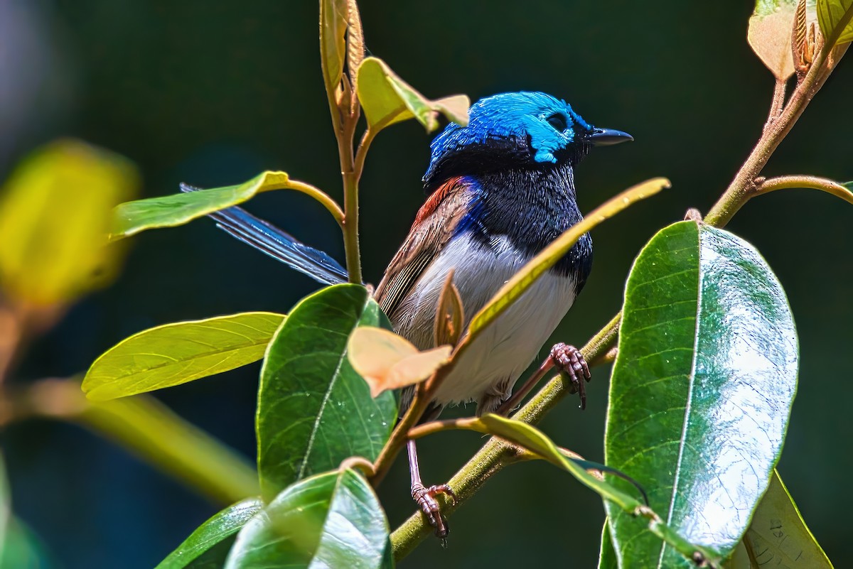 Variegated Fairywren - ML624016683