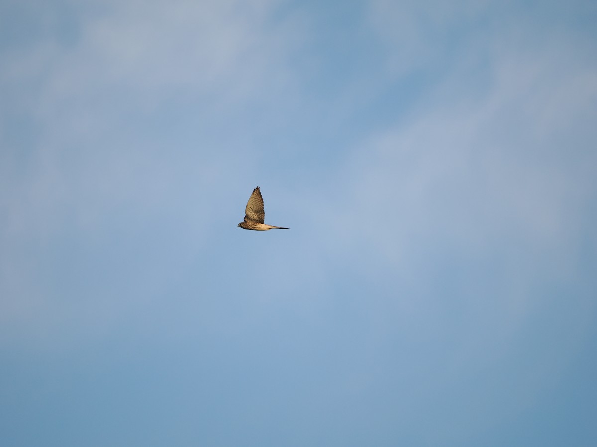 Eurasian Kestrel - ML624016684