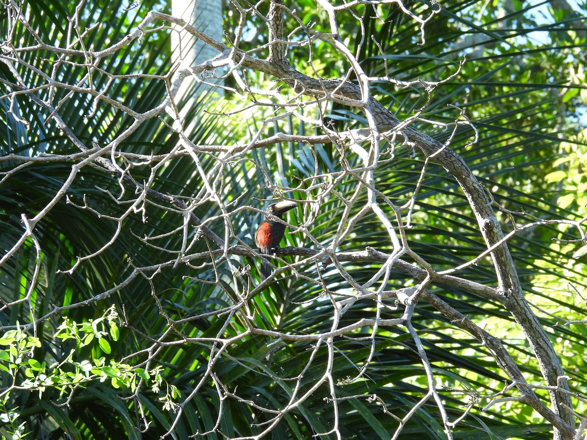 Collared Aracari - Javier Villegas Sierra