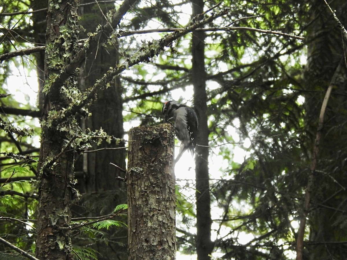 Hairy Woodpecker - ML624016690