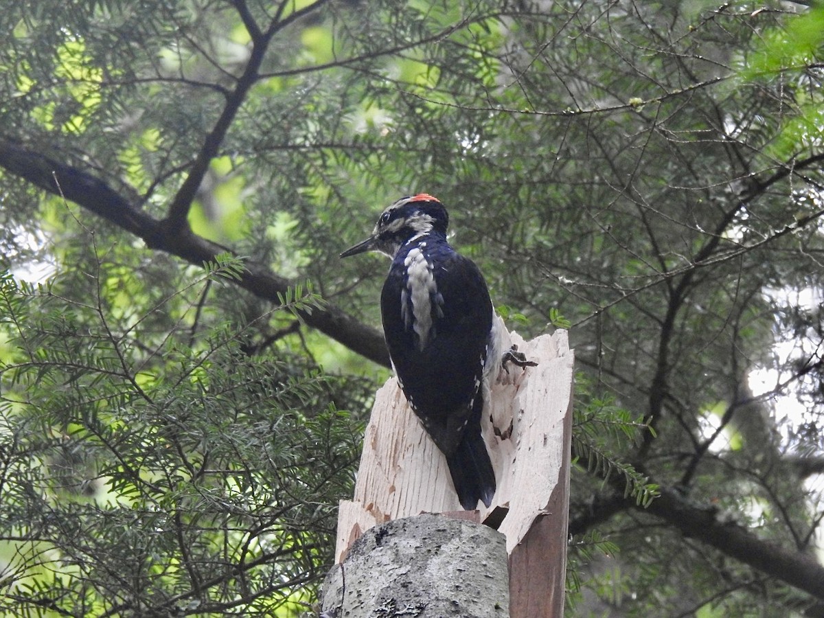 Hairy Woodpecker - ML624016691