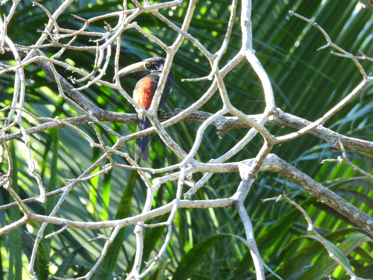 arassari pestrý - ML624016696