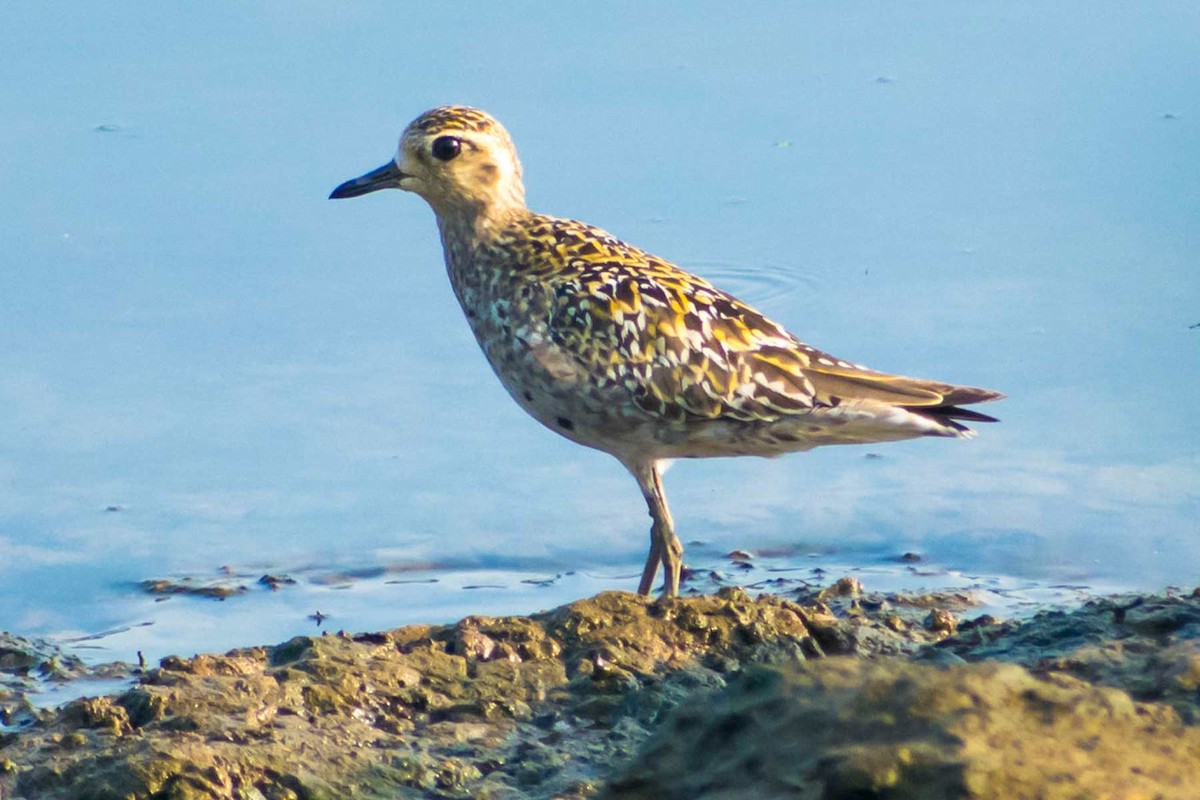 Chorlito Dorado Siberiano - ML624016698