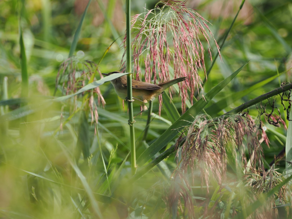 Black-browed Reed Warbler - ML624016706