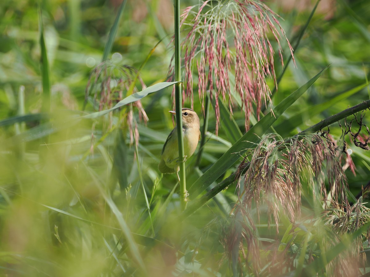 Black-browed Reed Warbler - ML624016708