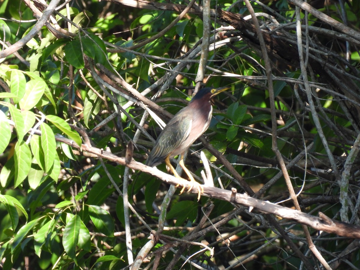 Green Heron - ML624016709