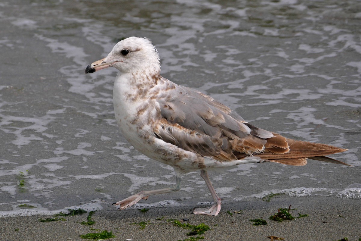 California Gull - Grace Oliver