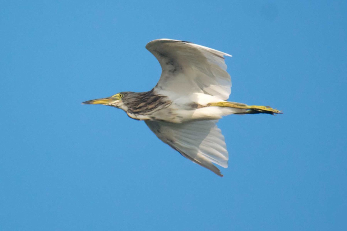 Indian Pond-Heron - ML624016713