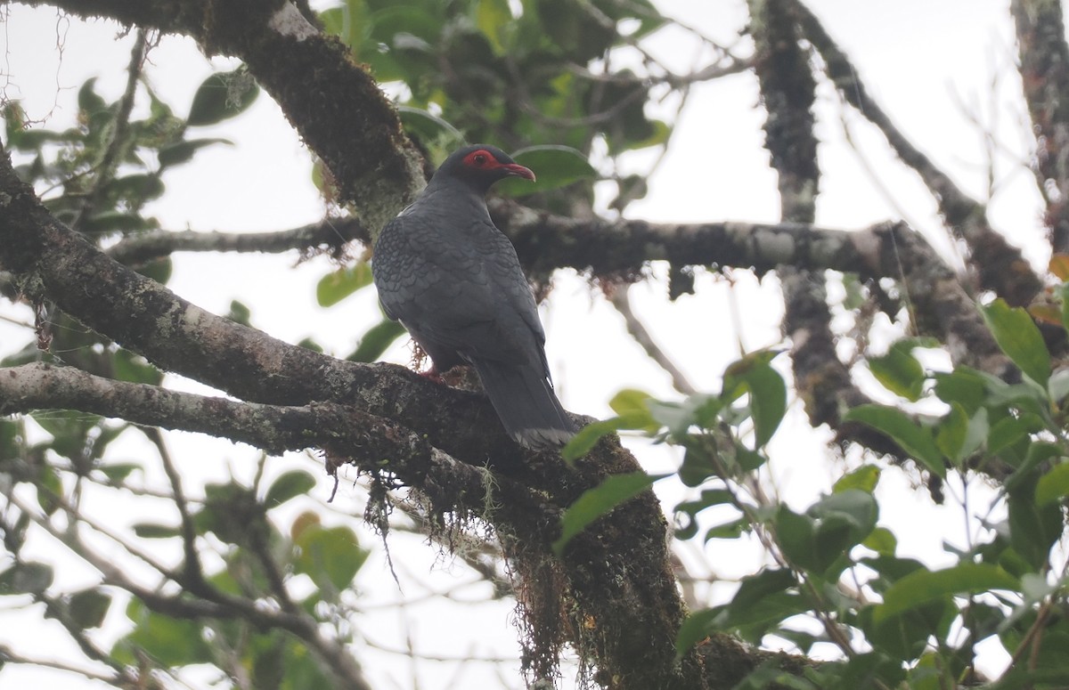 Papuan Mountain-Pigeon - ML624016716