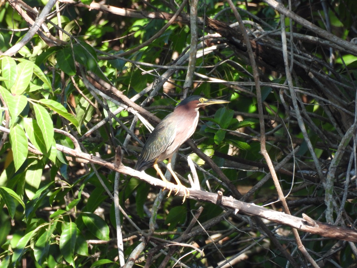 Green Heron - ML624016717