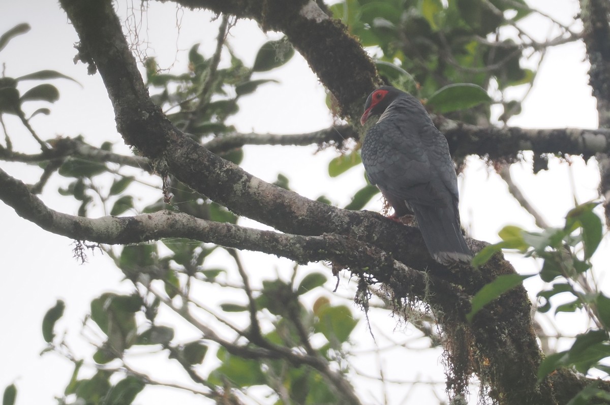 Papuan Mountain-Pigeon - ML624016723