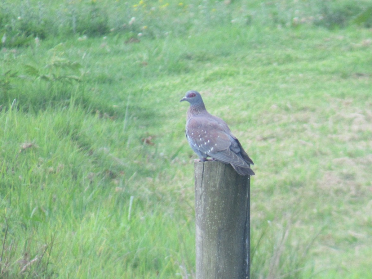 Speckled Pigeon - ML624016725