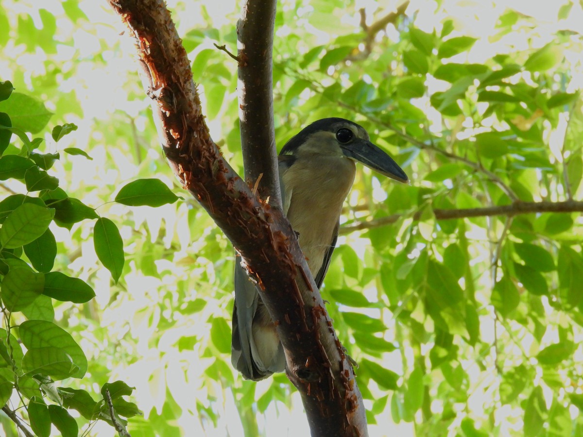 volavčík člunozobý - ML624016726