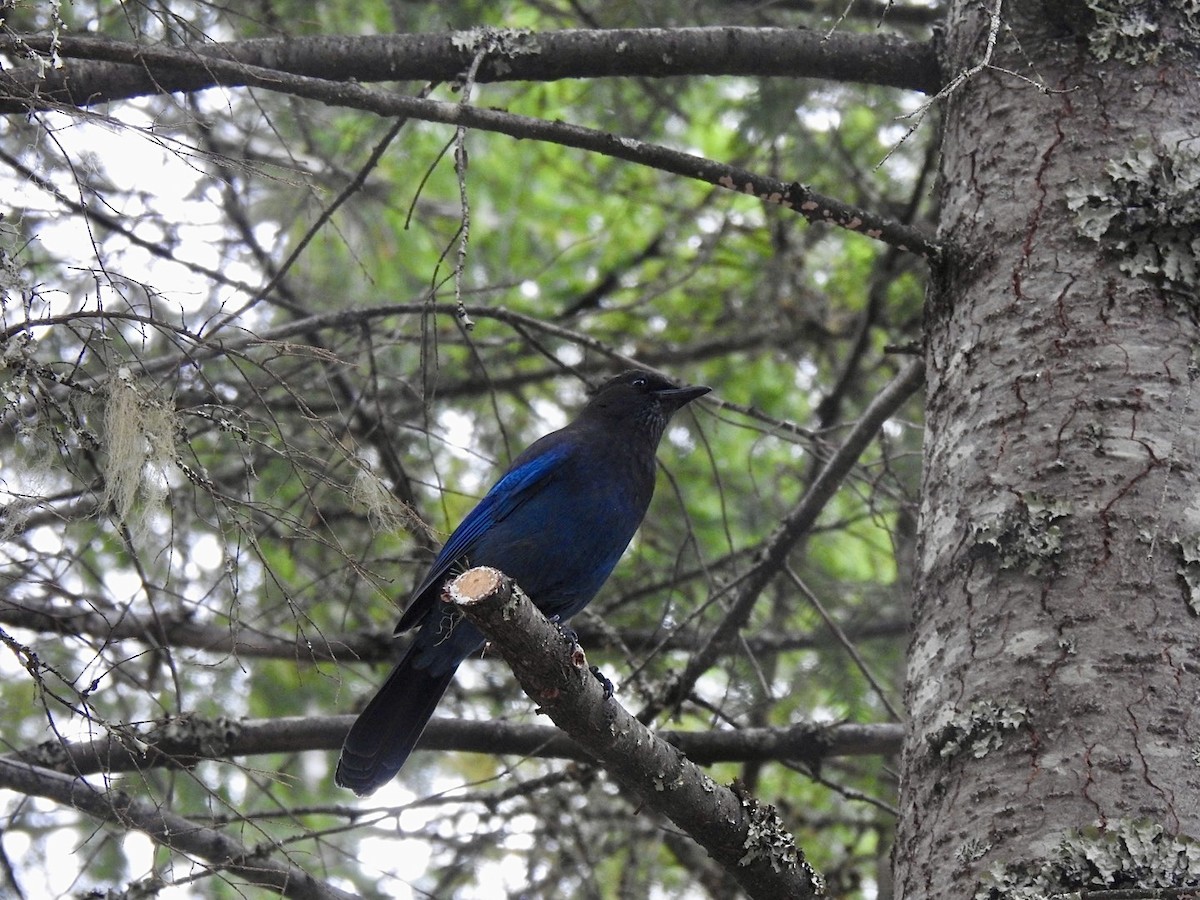 Steller's Jay (Coastal) - ML624016727