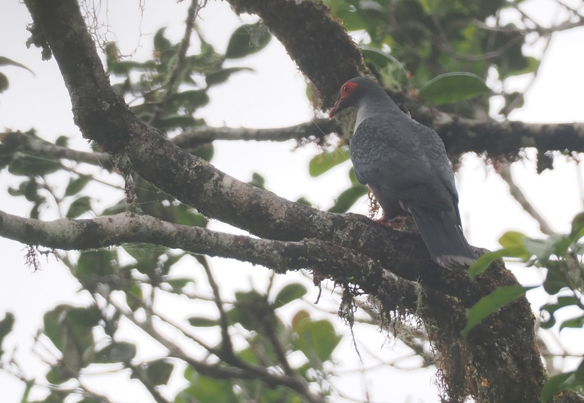 Papuan Mountain-Pigeon - ML624016729