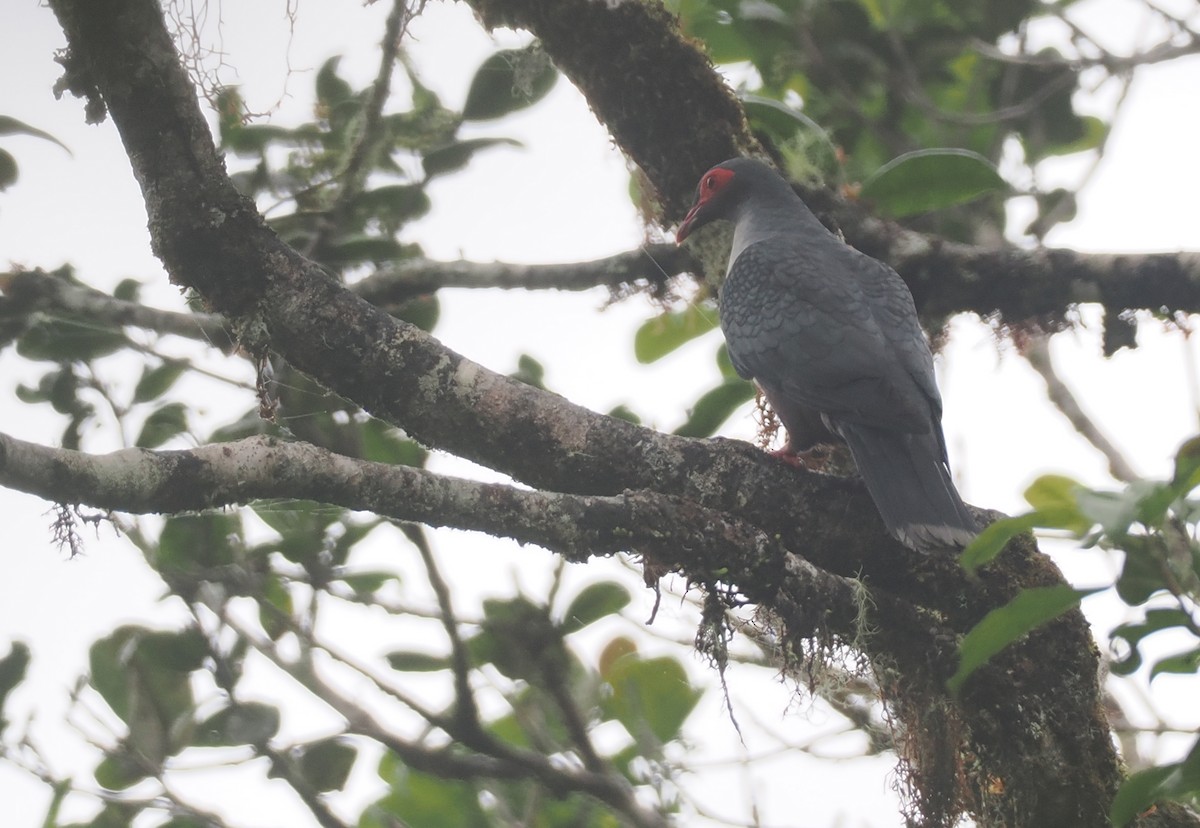 Papuan Mountain-Pigeon - Stephan Lorenz