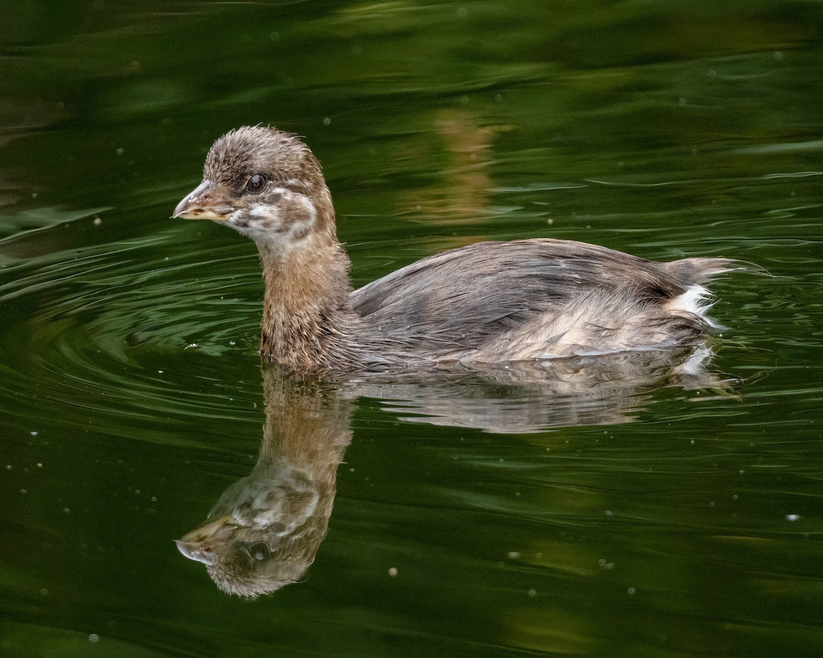 Pied-billed Grebe - ML624016732