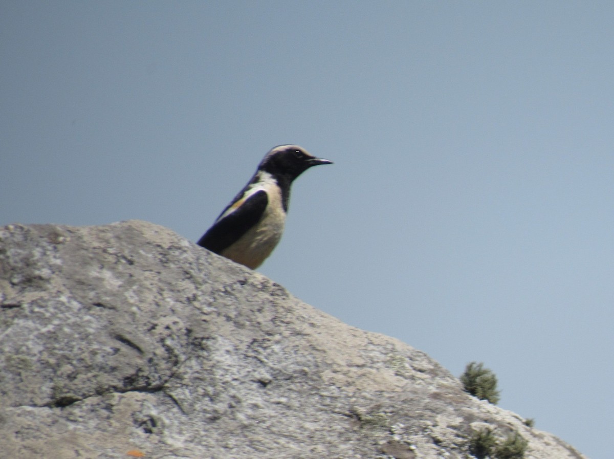 Buff-streaked Chat - ML624016733