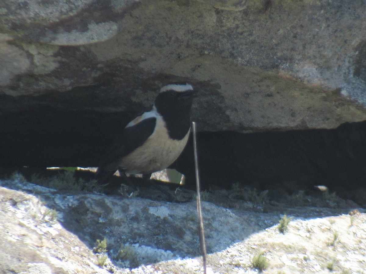 Buff-streaked Chat - ML624016734