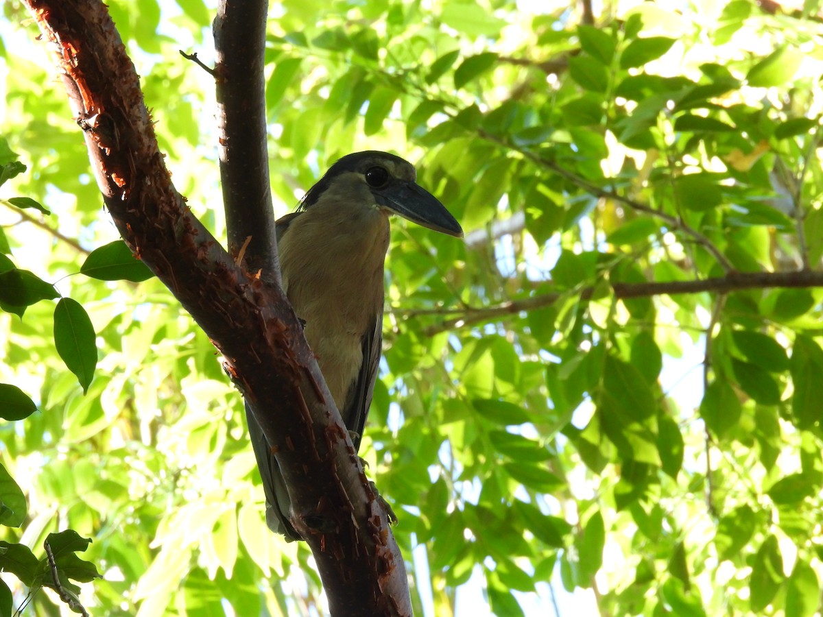 Boat-billed Heron - Javier Villegas Sierra