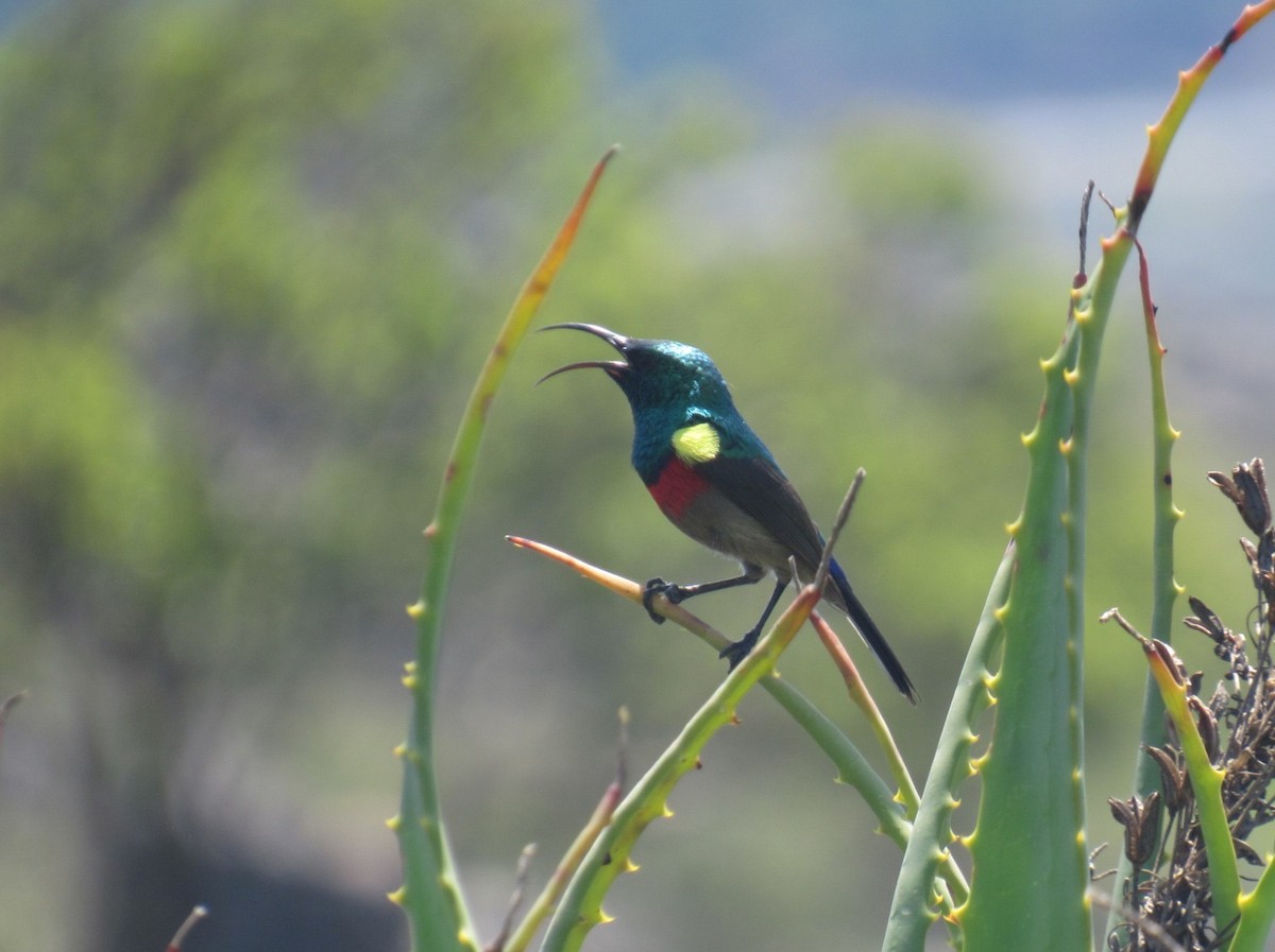 Southern Double-collared Sunbird - ML624016736