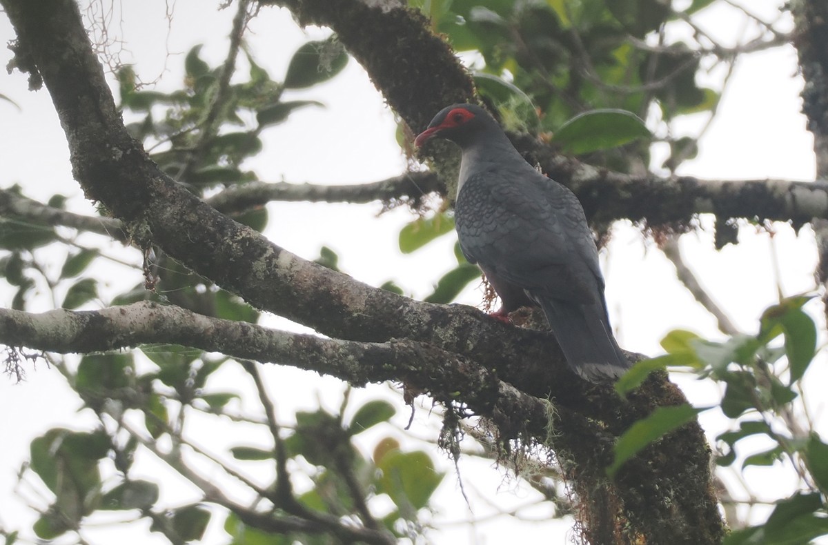 Papuan Mountain-Pigeon - ML624016737