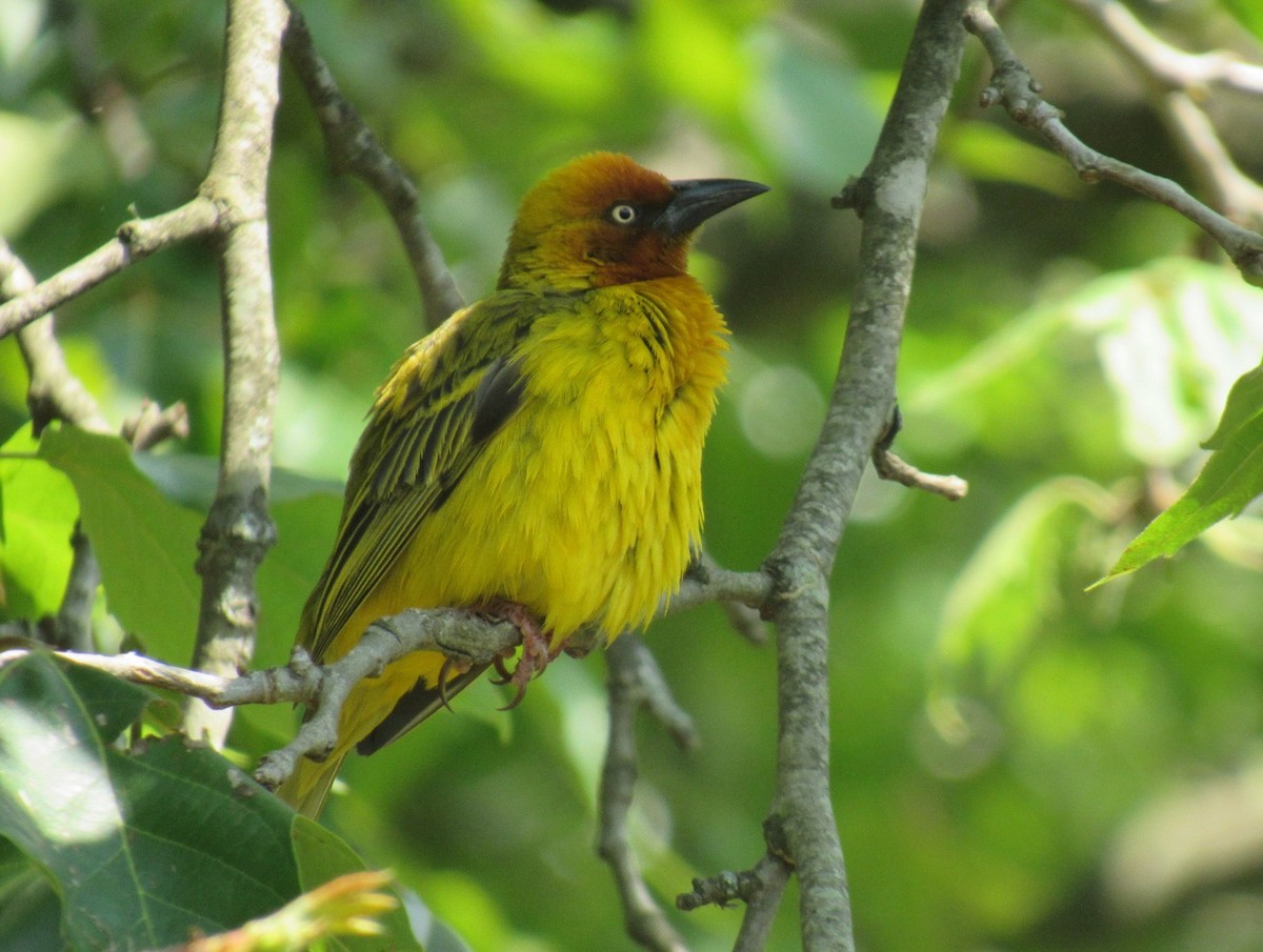 Cape Weaver - ML624016741