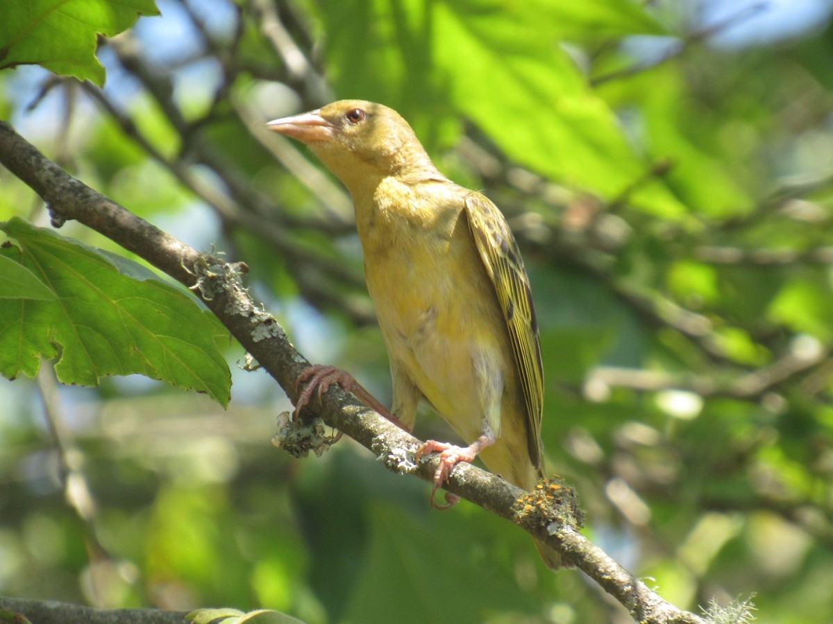 Cape Weaver - ML624016742