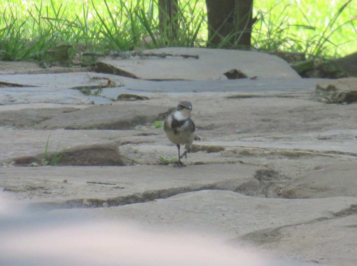 Cape Wagtail - ML624016745