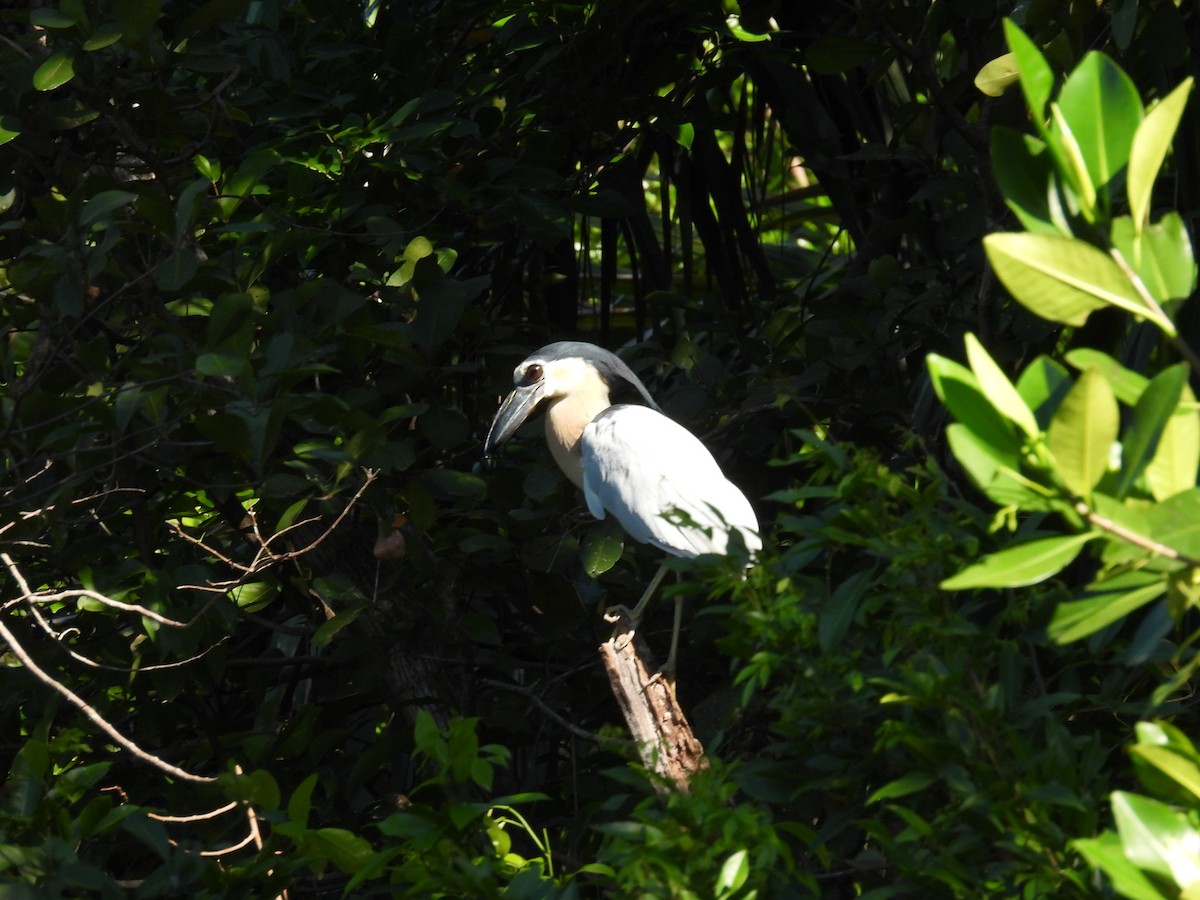 volavčík člunozobý - ML624016749