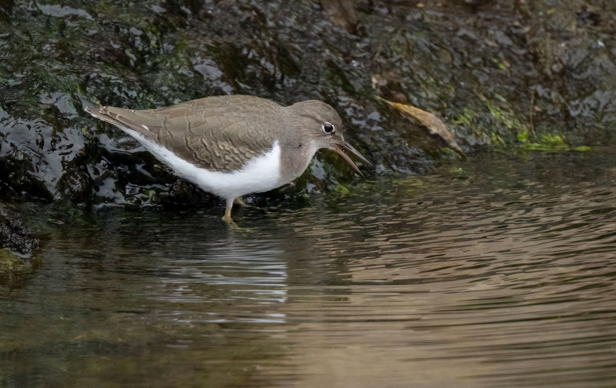 Spotted Sandpiper - ML624016757