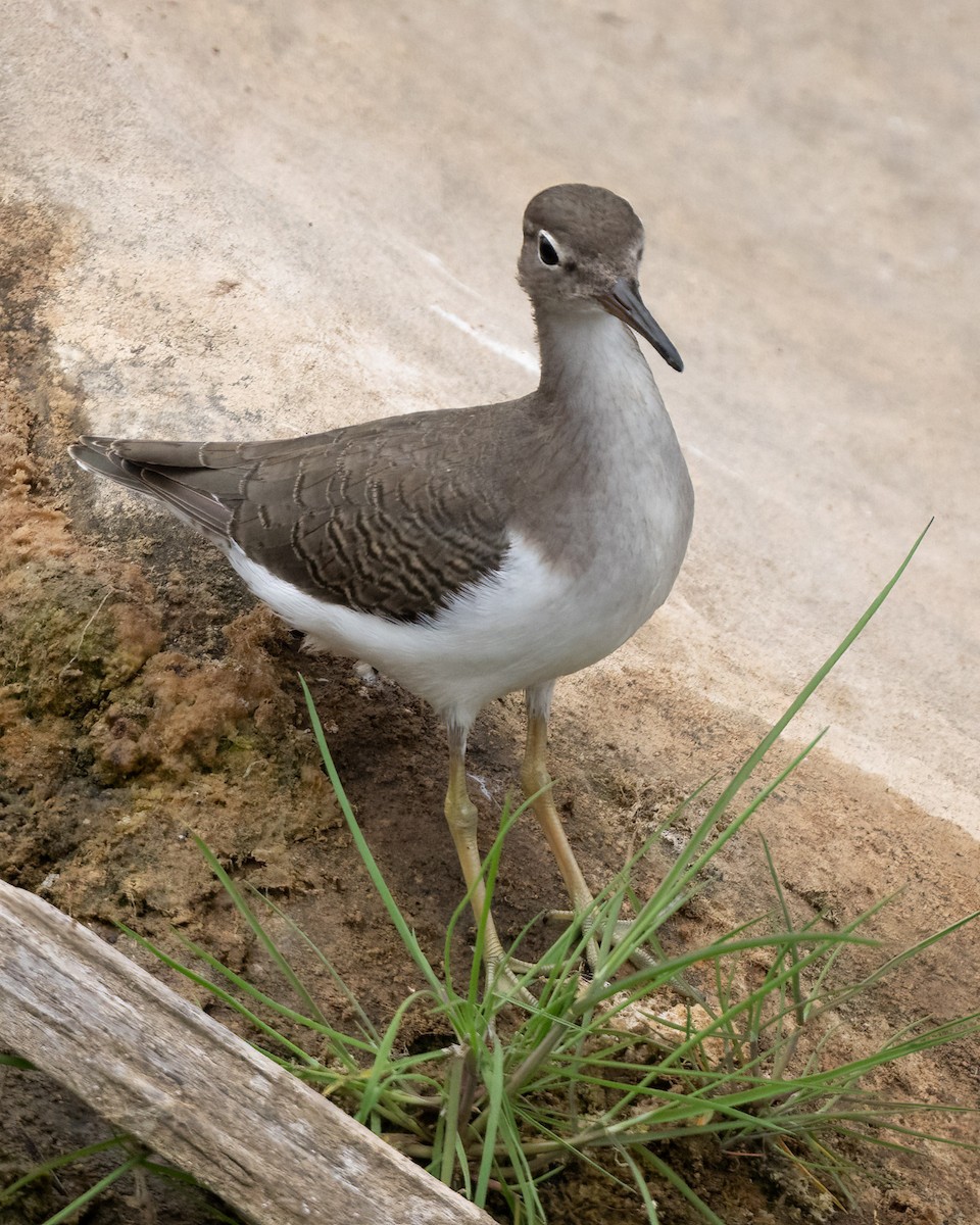 Spotted Sandpiper - ML624016758