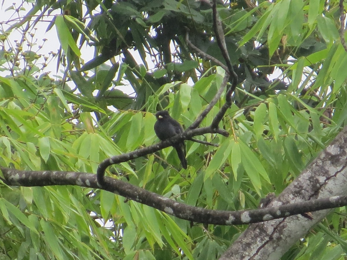 Yellow-billed Nunbird - ML624016761