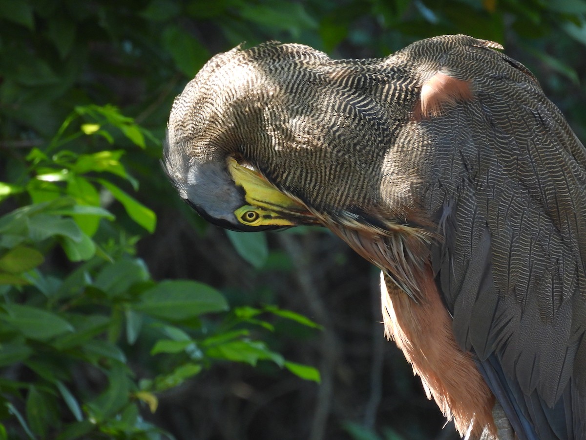 Bare-throated Tiger-Heron - ML624016785