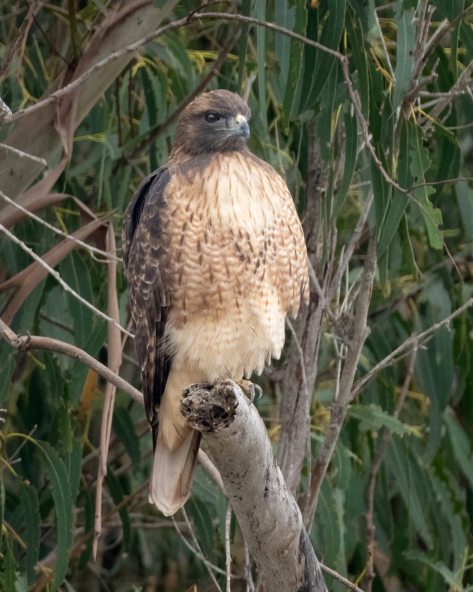 Red-tailed Hawk - ML624016787