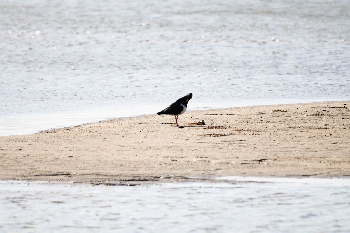 Pied Oystercatcher - ML624016788