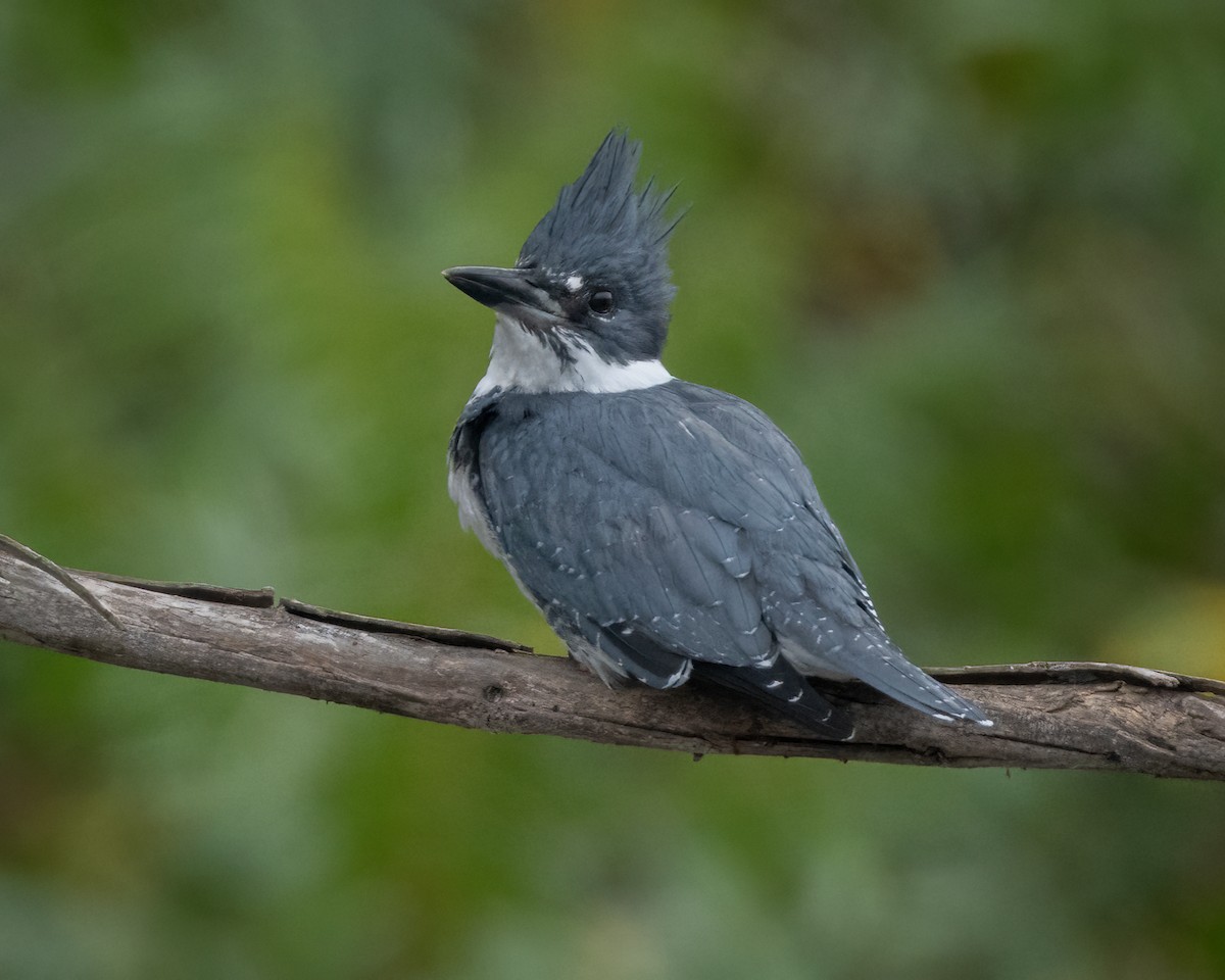 Belted Kingfisher - ML624016798