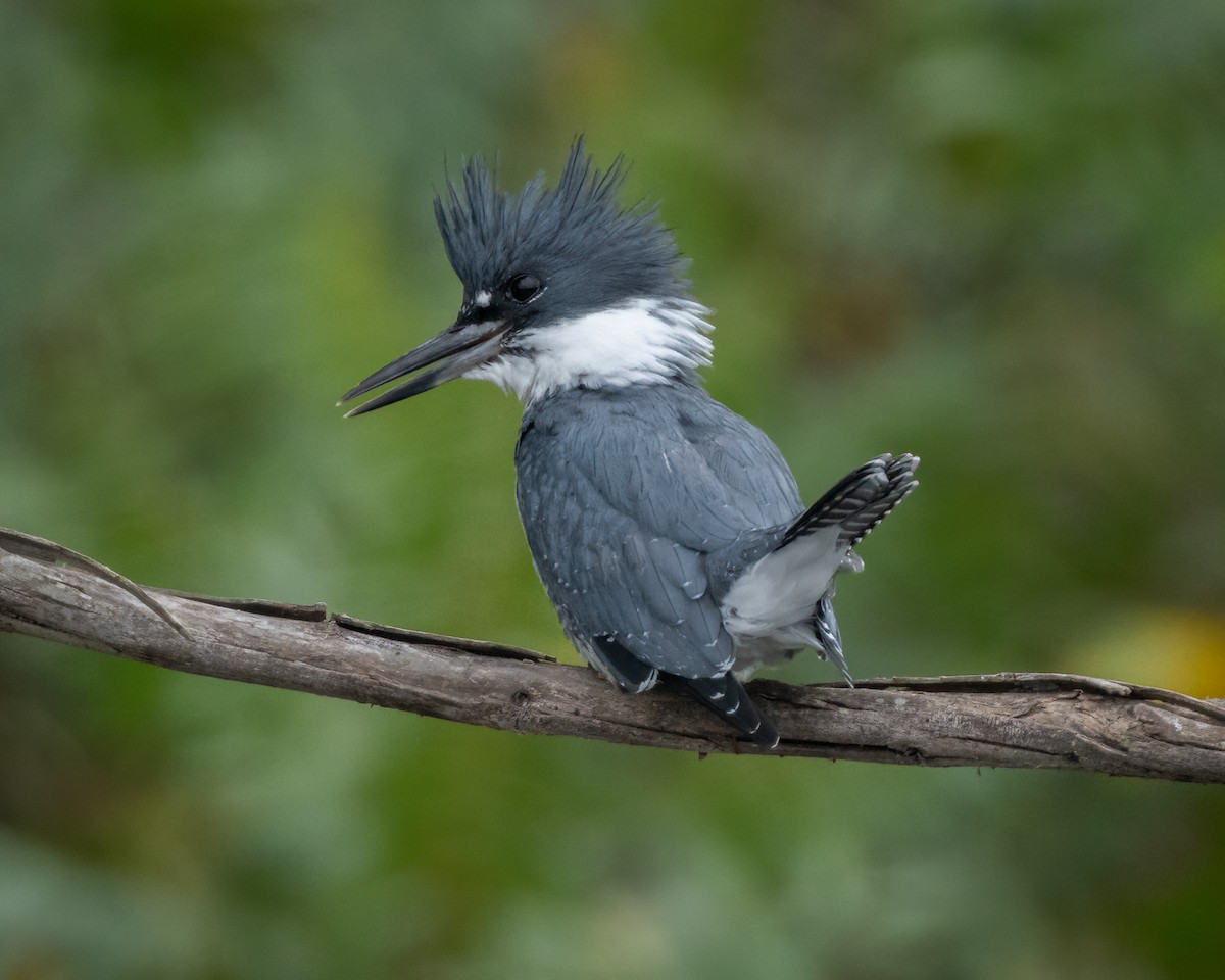 Belted Kingfisher - ML624016799