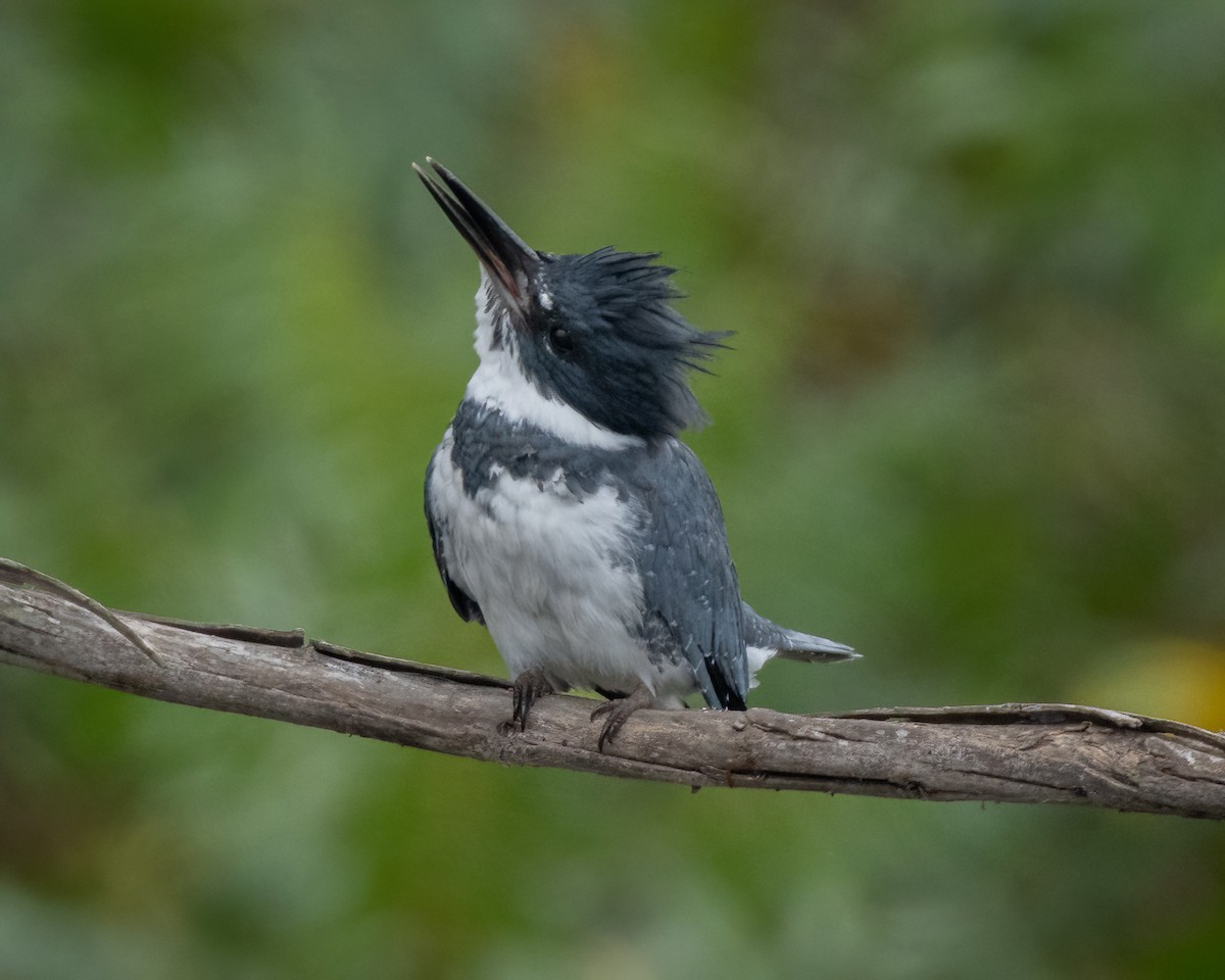 Belted Kingfisher - ML624016800