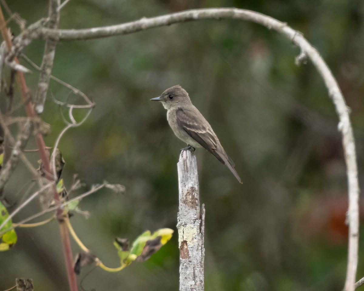 Western Wood-Pewee - ML624016805