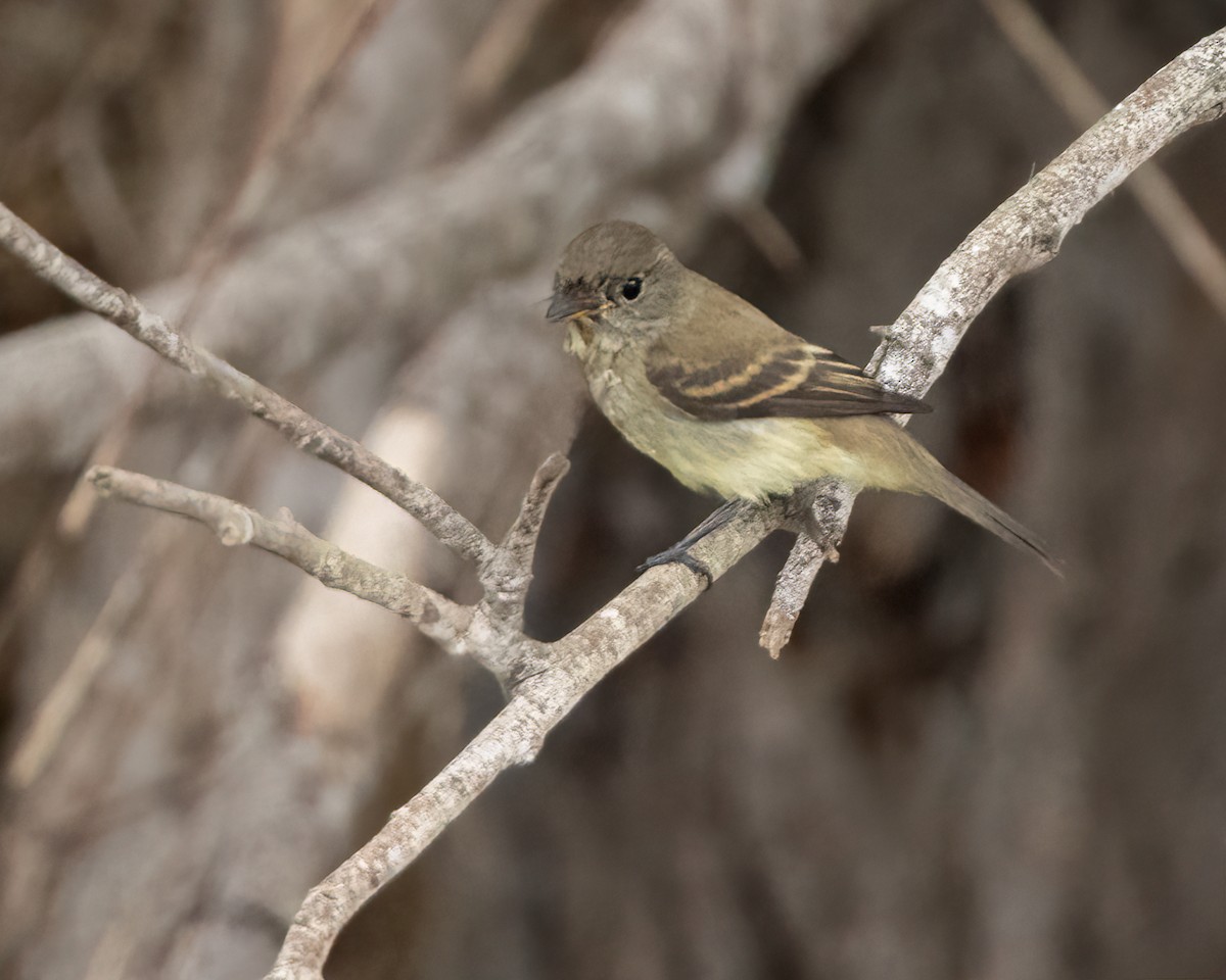 Willow Flycatcher - ML624016810