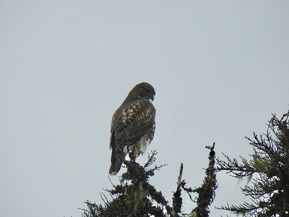 Red-tailed Hawk - ML624016815