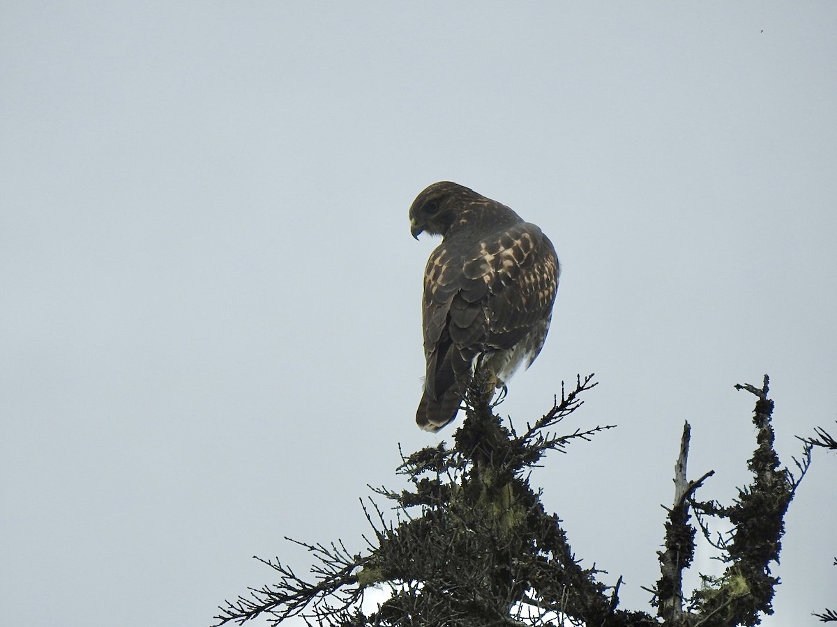 Red-tailed Hawk - ML624016816