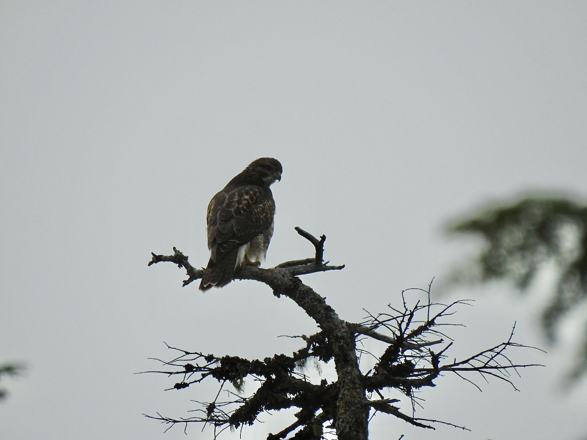 Red-tailed Hawk - ML624016817