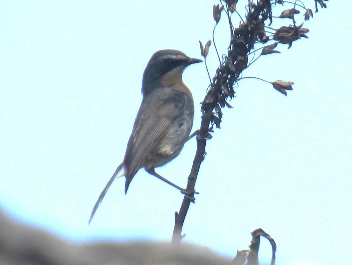 Cape Robin-Chat - ML624016827