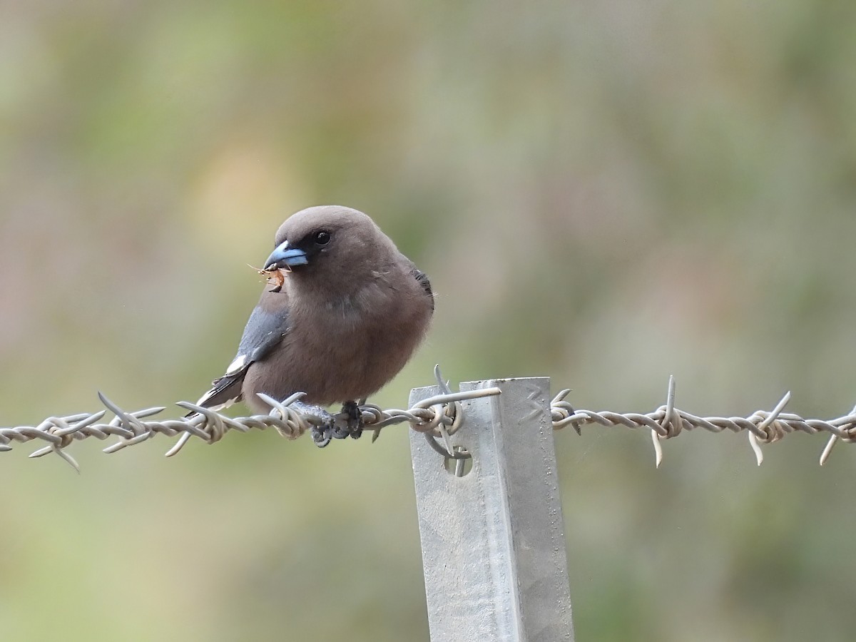 Dusky Woodswallow - Robert Boehm