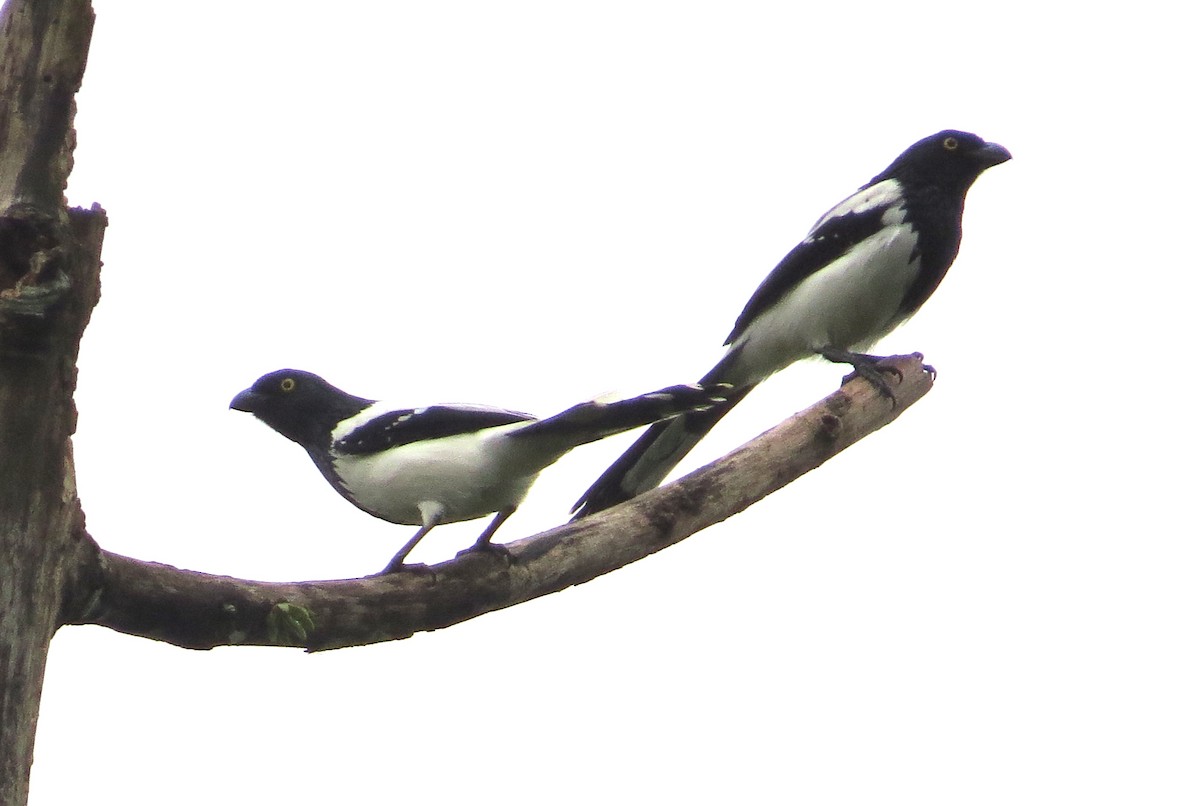 Magpie Tanager - ML624016841