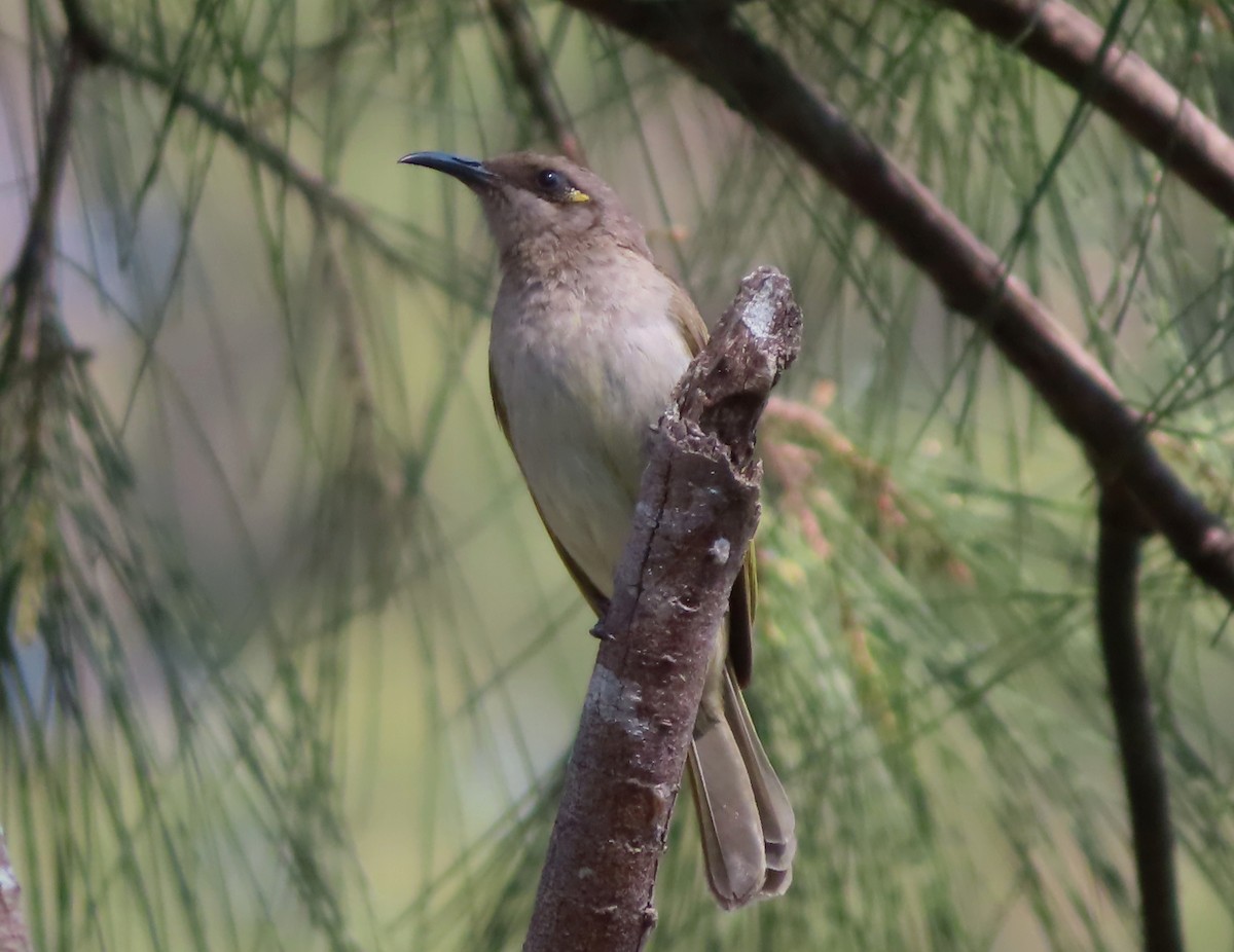 Brown Honeyeater - ML624016874