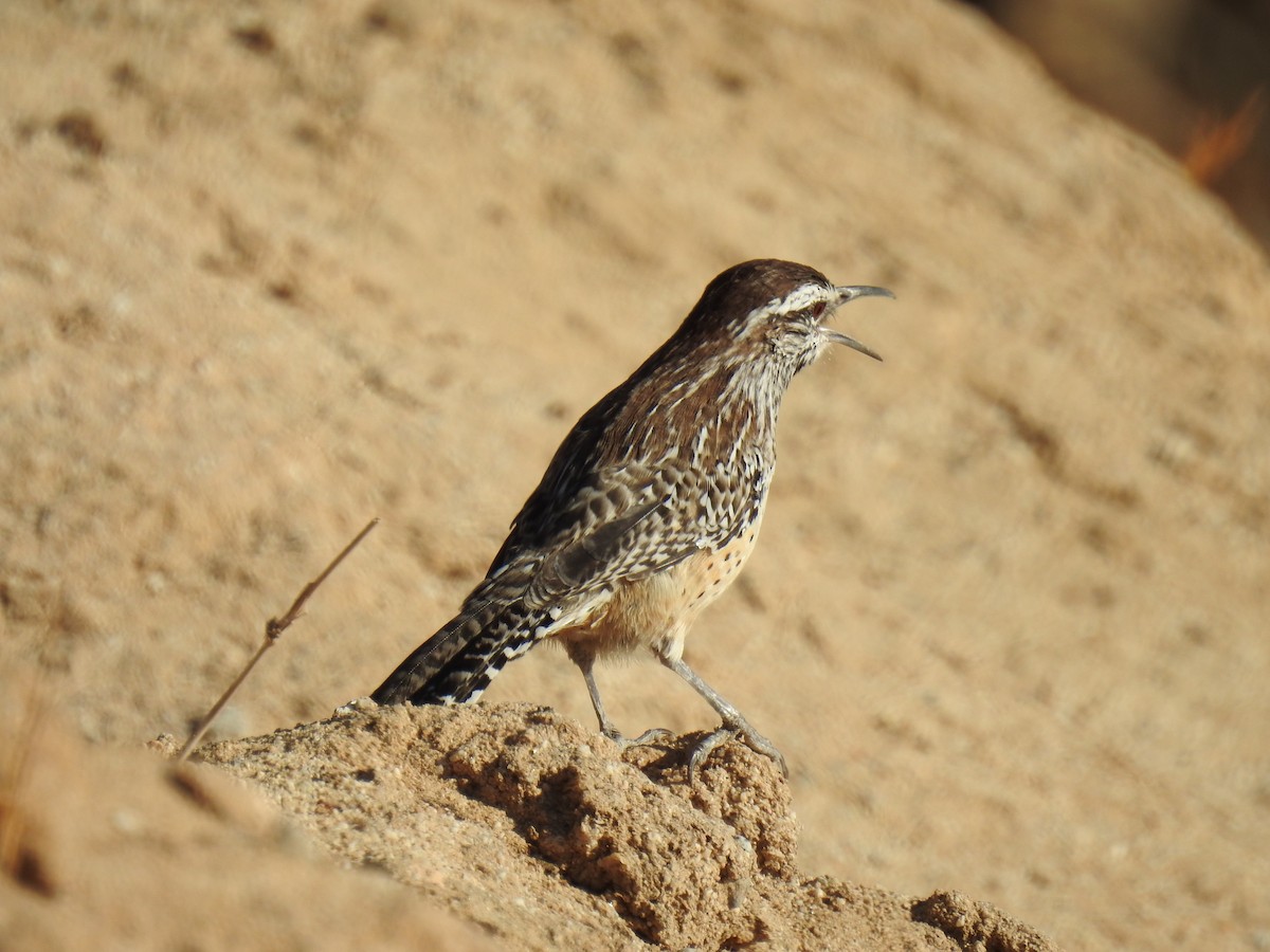 Cactus Wren - ML624016876